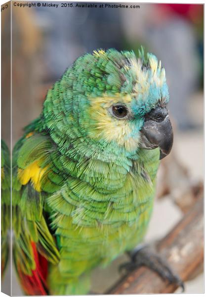 Amazon Parrot Canvas Print by rawshutterbug 