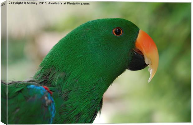 Male Eclectus Parrot Canvas Print by rawshutterbug 
