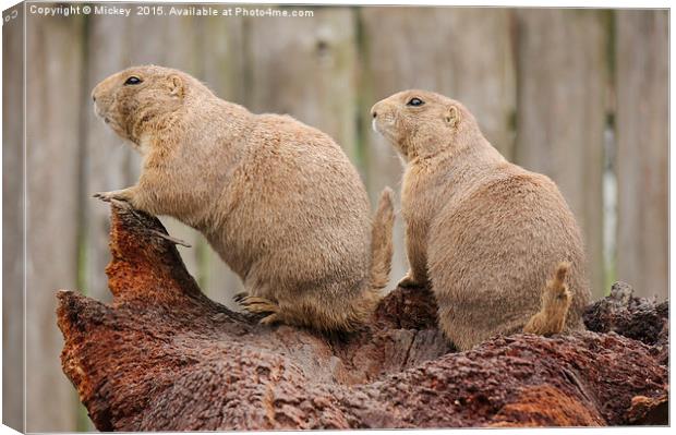 Prairie ogs Lookout Canvas Print by rawshutterbug 