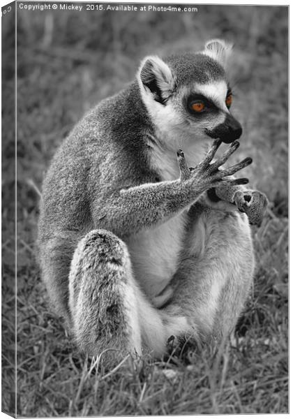 Lemur Canvas Print by rawshutterbug 