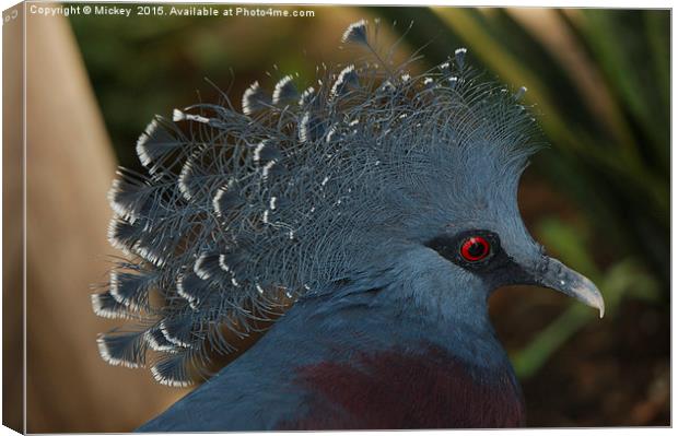 Victoria Crowned Pigeon Canvas Print by rawshutterbug 
