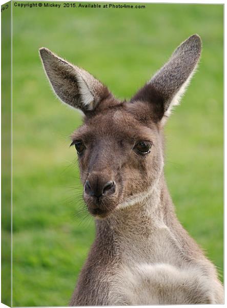 Western Grey Kangaroos Canvas Print by rawshutterbug 