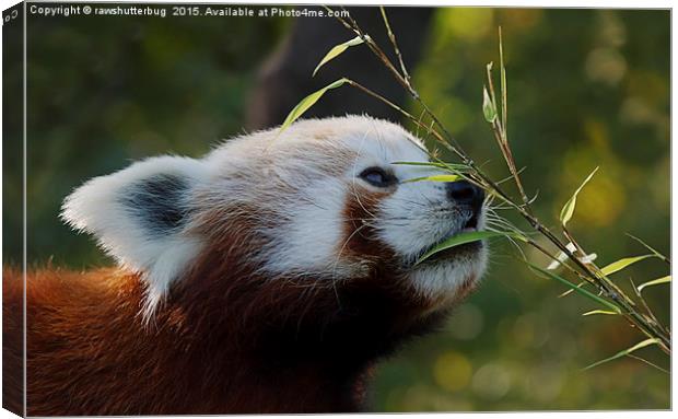 Red Panda's Bamboo Breakfast Canvas Print by rawshutterbug 