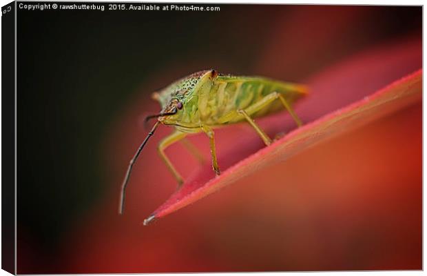 Shield Bug On Red Leaf Canvas Print by rawshutterbug 