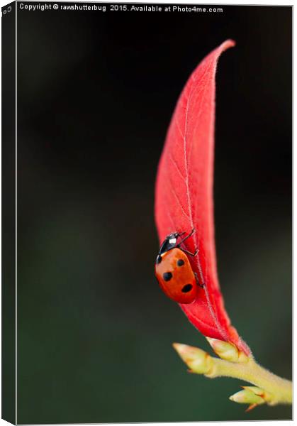 Ladybug On An Autumn Leaf Canvas Print by rawshutterbug 