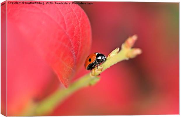 Ladybird On An Autumn Leaf Canvas Print by rawshutterbug 