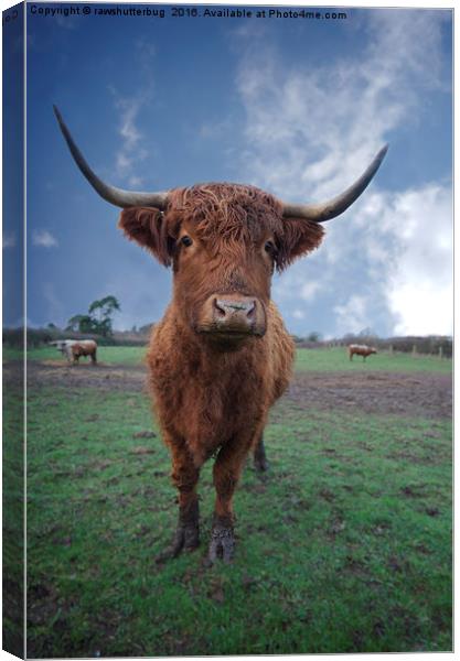 Highland Cattle Canvas Print by rawshutterbug 