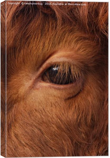 Highland Cow's Eye Closeup Canvas Print by rawshutterbug 
