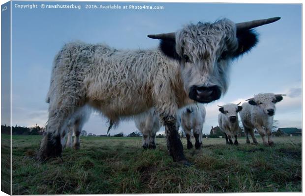 Inquisitive White High Park Cow Canvas Print by rawshutterbug 