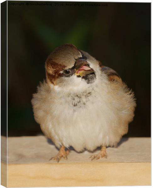 Hungry House Sparrow Canvas Print by rawshutterbug 