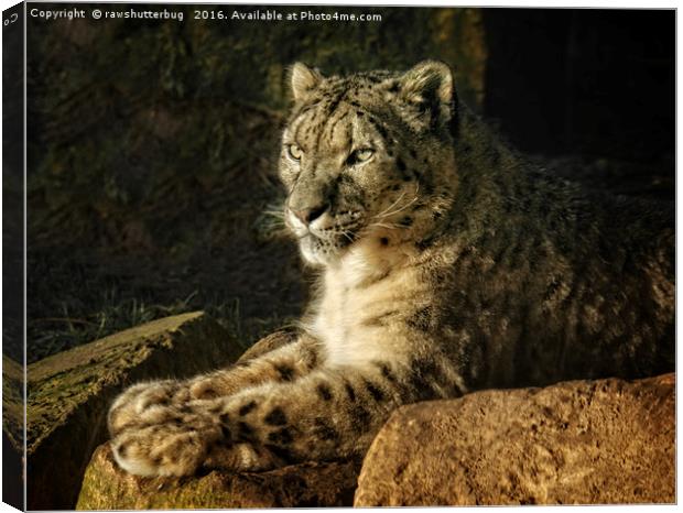 Endangered Snow Leopard Canvas Print by rawshutterbug 