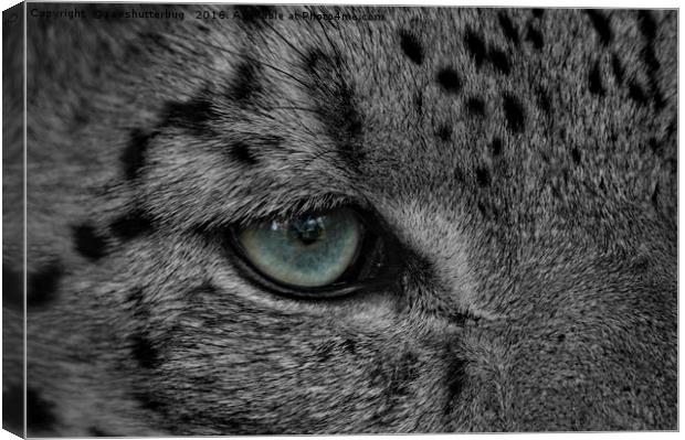 Eye Of The Leopard Canvas Print by rawshutterbug 