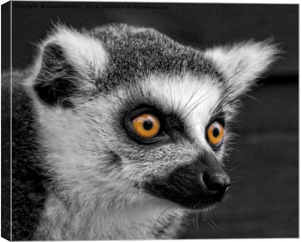 Ring-Tailed Lemur Canvas Print by rawshutterbug 