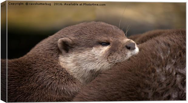 The Loving Huddle of Oriental Small Clawed Otters Canvas Print by rawshutterbug 