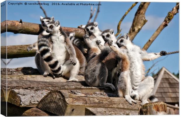 Sunbathing Ring-Tailed Lemurs Canvas Print by rawshutterbug 