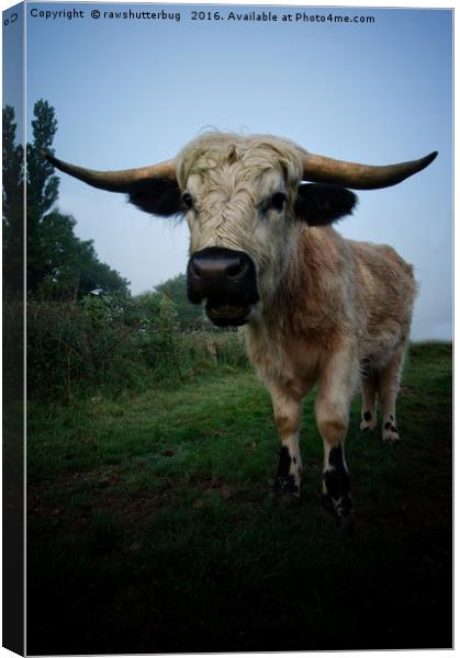 White Horned Cow Mix Breed Canvas Print by rawshutterbug 