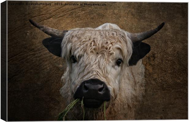 White High Park Cattle Chewing Grass Canvas Print by rawshutterbug 