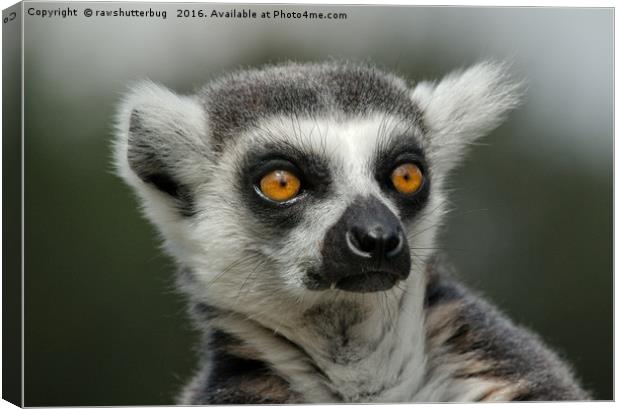 Ring-Tailed Lemur Stare Canvas Print by rawshutterbug 