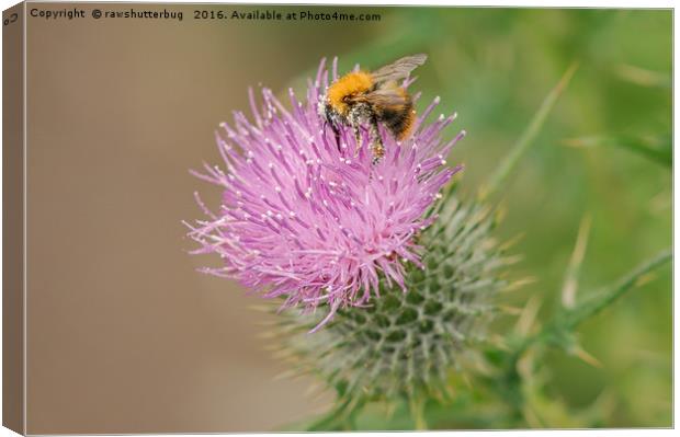 Bee Collecting Pollen On A Summer Thistle Canvas Print by rawshutterbug 