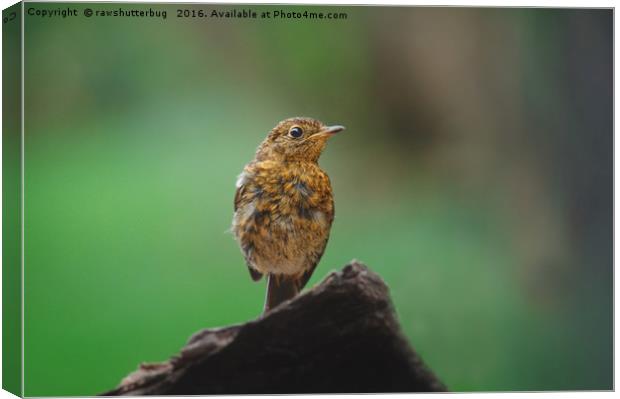 Juvenile Robin Canvas Print by rawshutterbug 