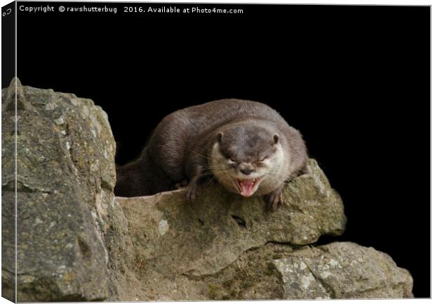 Yawning Otter Canvas Print by rawshutterbug 