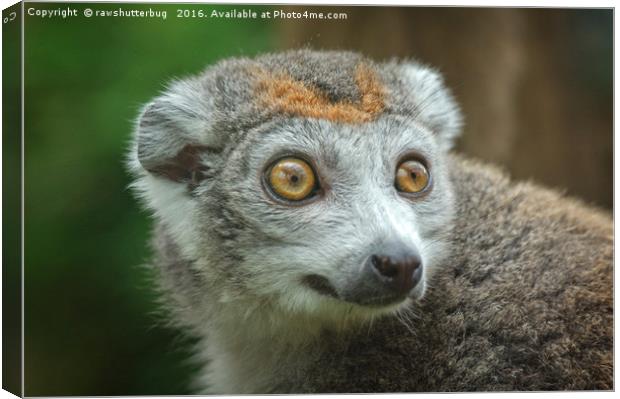 Female Crowned Lemur Canvas Print by rawshutterbug 