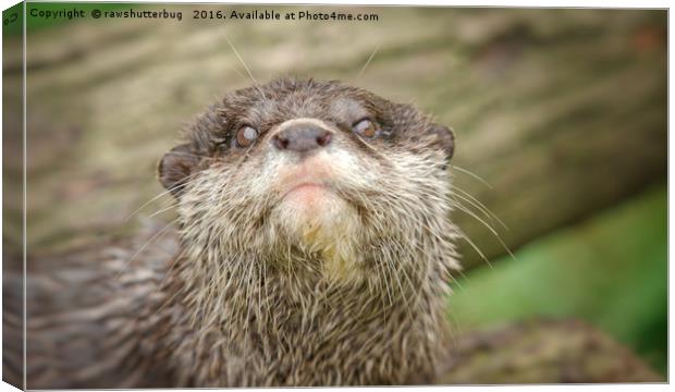 Otter - You talking to me Canvas Print by rawshutterbug 
