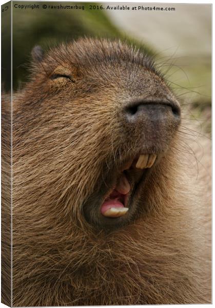 Yawning Capybara Canvas Print by rawshutterbug 