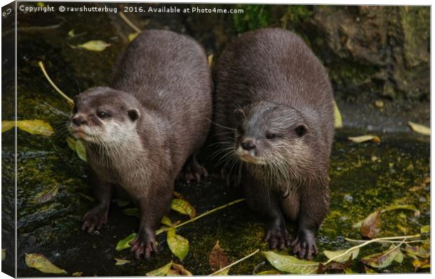 The Two Otters Canvas Print by rawshutterbug 