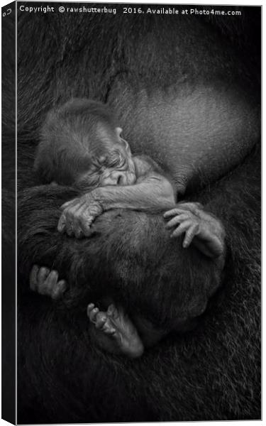 Newborn Baby Gorilla Canvas Print by rawshutterbug 