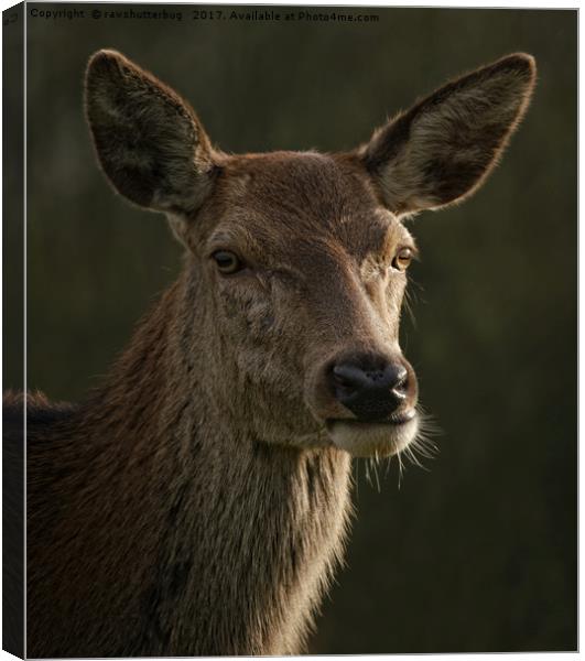 Portrait Of A Wild Red Deer Canvas Print by rawshutterbug 