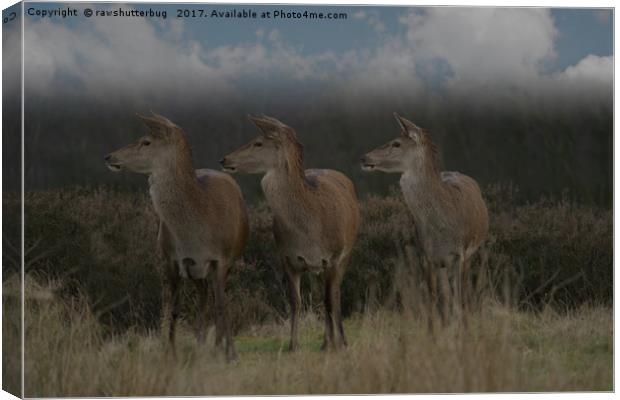 Three Red Deer Canvas Print by rawshutterbug 
