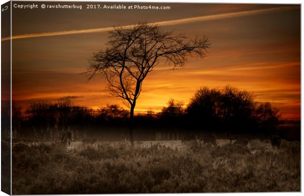 A Herd Of Red Deer At Sunset Canvas Print by rawshutterbug 