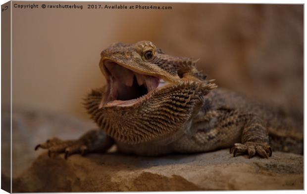 Hissing Bearded Dragon Canvas Print by rawshutterbug 