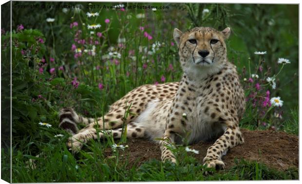 Cheetah Amidst Spring Flowers Canvas Print by rawshutterbug 