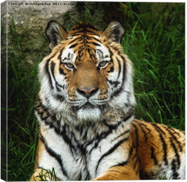 Majestic Tiger With A Fixed Stare Canvas Print by rawshutterbug 