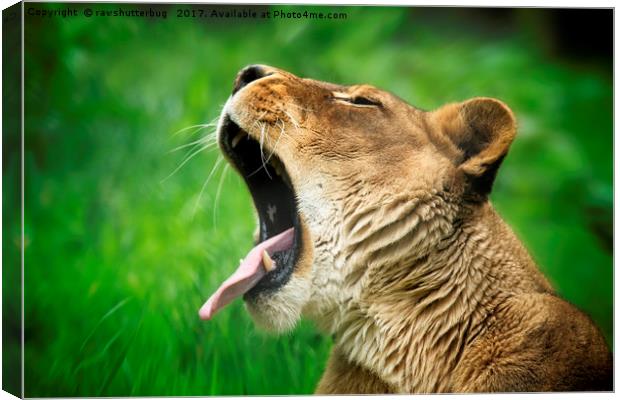 Yawning Lioness Canvas Print by rawshutterbug 