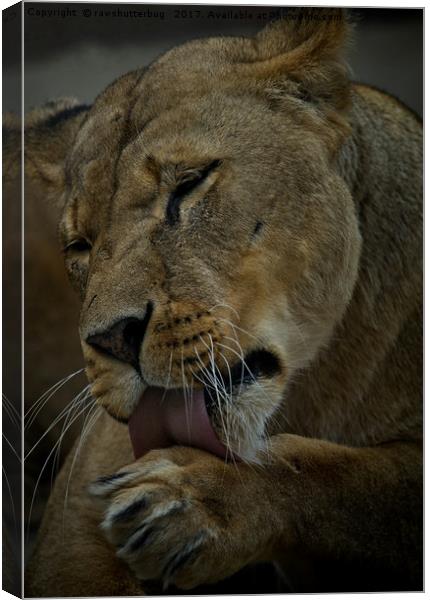 Lioness Licking Her Paw Canvas Print by rawshutterbug 
