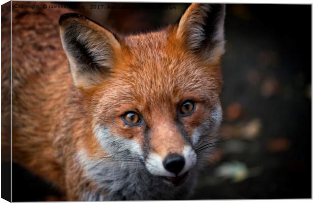 Wild Red Fox Looking At You Canvas Print by rawshutterbug 