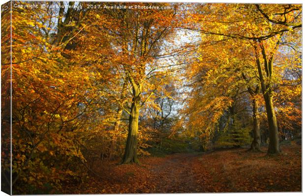 Forest Walk With Dazzling Autumn Colours Canvas Print by rawshutterbug 