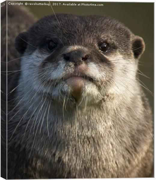 Otter Looking At You Canvas Print by rawshutterbug 
