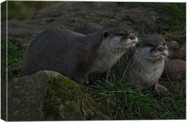 Otter Pair Canvas Print by rawshutterbug 