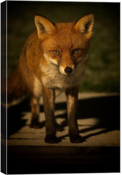 The Wild Red Fox Canvas Print by rawshutterbug 