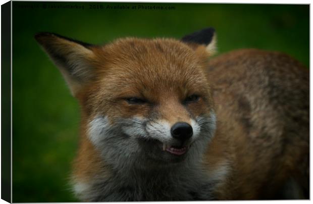 Wild Red Fox Showing Its Teeth Canvas Print by rawshutterbug 