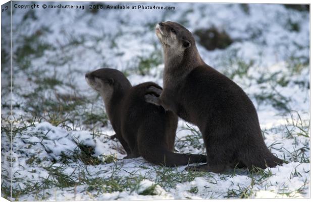 Otters In The Snow Canvas Print by rawshutterbug 