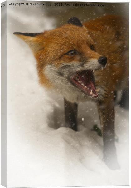 Wild Red Fox In The Snow Canvas Print by rawshutterbug 