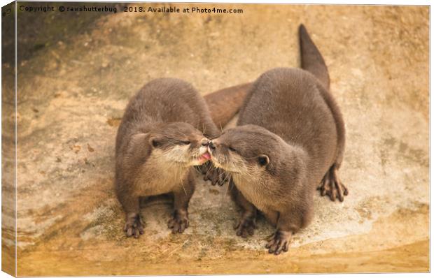 Kissing Otters Canvas Print by rawshutterbug 