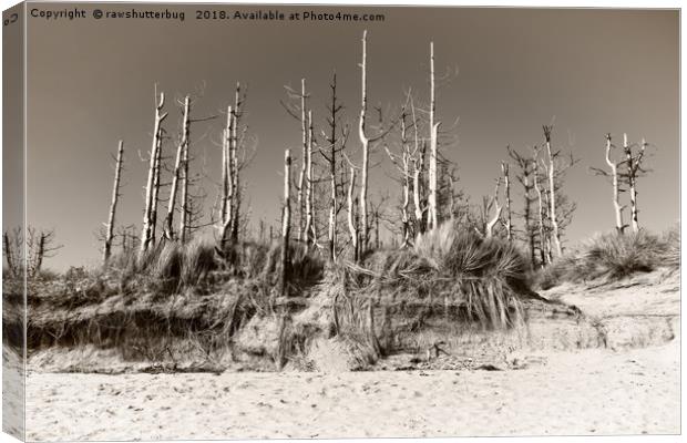 Dead Trees On The Beach Canvas Print by rawshutterbug 
