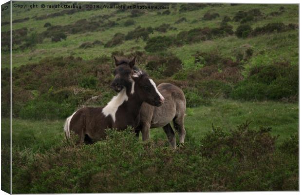 Wild Dartmoor Foals Canvas Print by rawshutterbug 