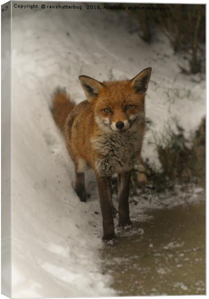 Wild Red Fox In The Winter Canvas Print by rawshutterbug 